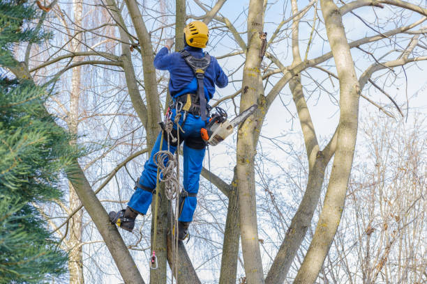 Best Tree Mulching  in Bellerose, NY